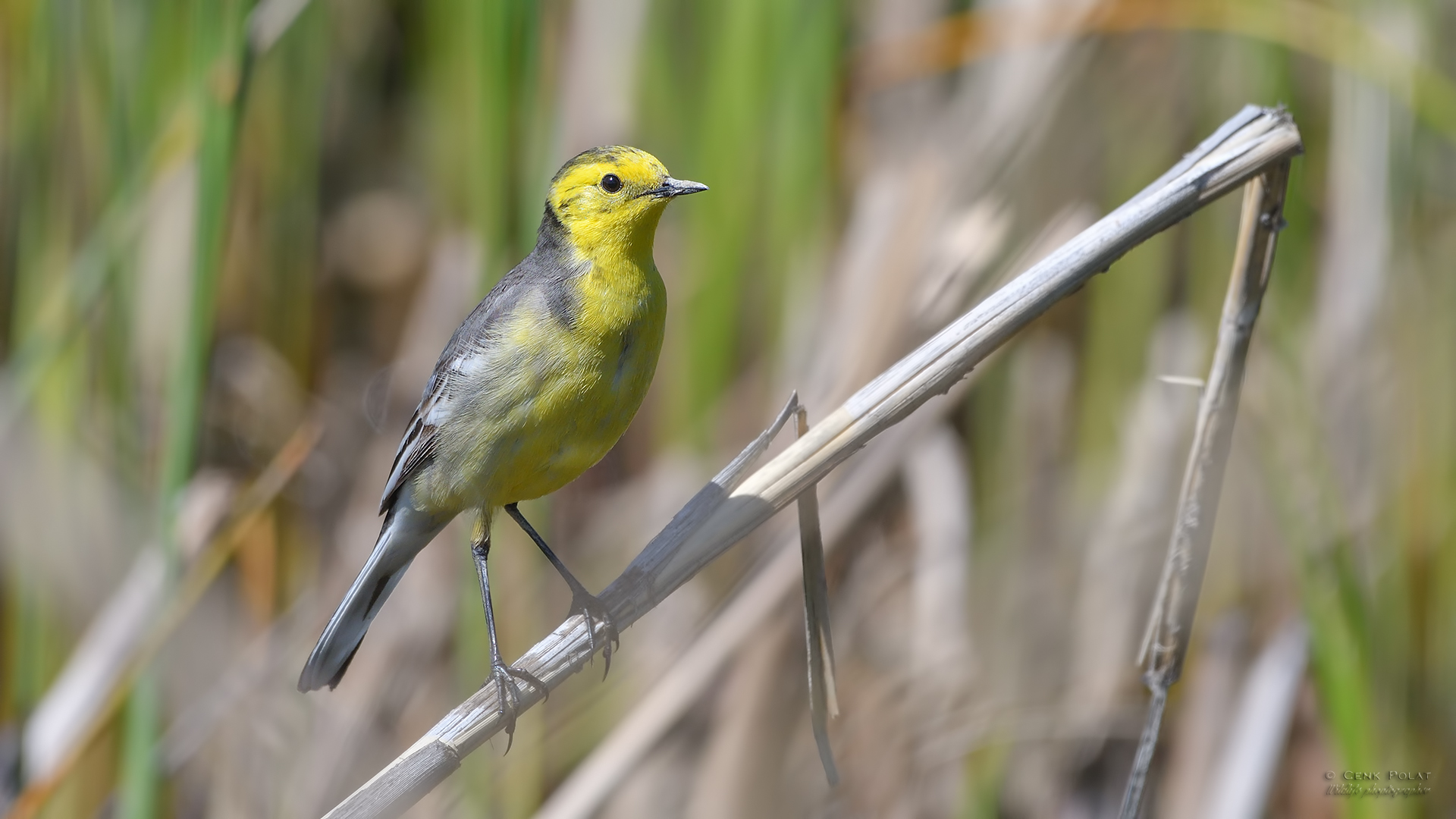 Citrine Wagtail